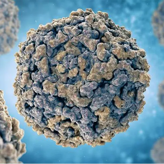 Stay Strong, Fight The Virus : Understanding Parvovirus B19
